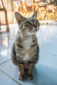 Close-up of tabby cat sitting on tiled floor