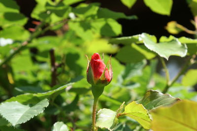 Close-up of red rose