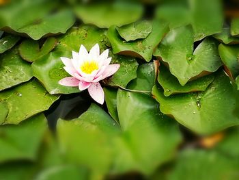 Close-up of water lily blooming in pond