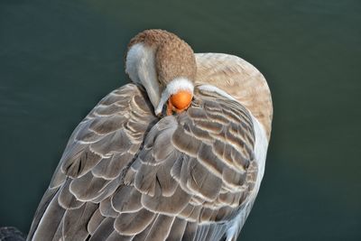 Close-up of bird