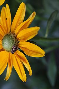 Close-up of yellow flower