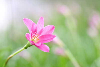 Close-up of pink flowering plant