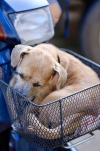 Close-up of puppy sleeping in basket