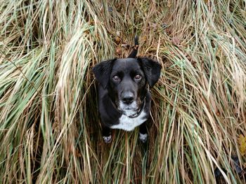 Portrait of dog on grass