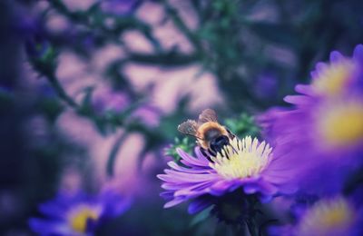 Close-up of bee pollinating on purple flower