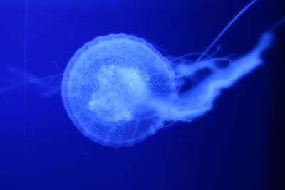 Close-up of jellyfish against blue sea