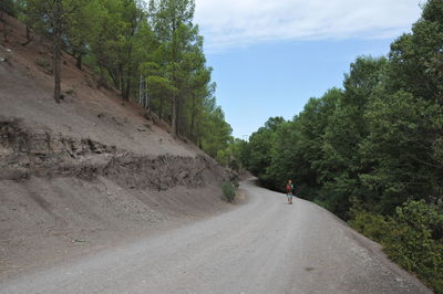 Rear view of person walking on road amidst trees