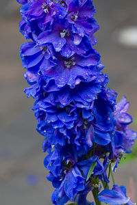 Close-up of purple flowering plant