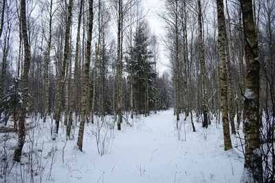 Snow covered trees in forest during winter