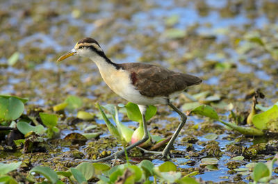 Bird perching on a lake