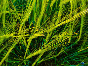 Full frame shot of wheat growing on field