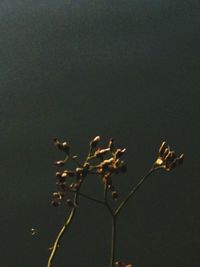 Close-up of plant growing outdoors