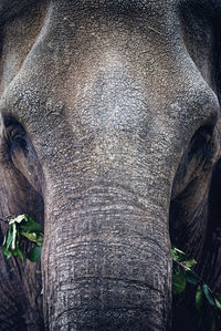 Close-up of elephant