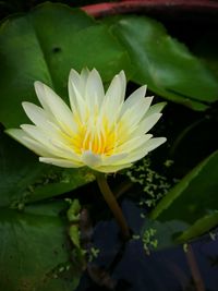 Close-up of water lily blooming outdoors