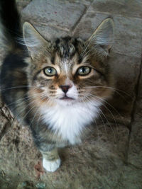 Close-up portrait of tabby cat