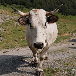 Portrait of cow standing on field