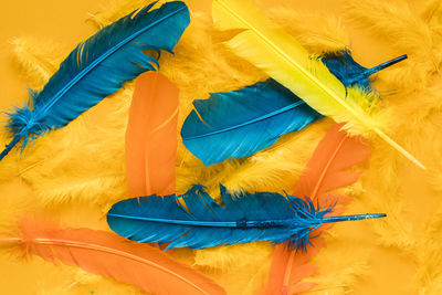 Close-up of feather