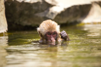 Portrait of monkey in a lake