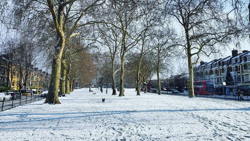 Bare trees on snow covered city against sky