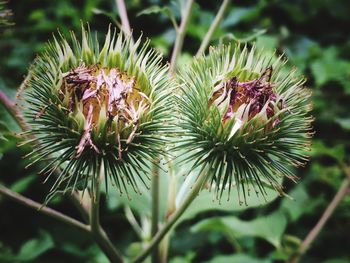 Close-up of thistle flowers