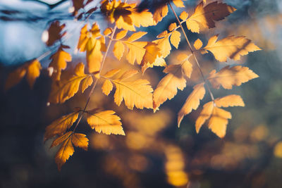 Close-up of autumnal leaves