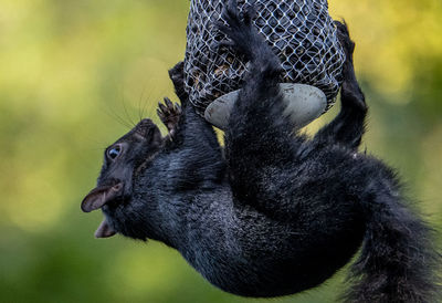 Close-up of black bird