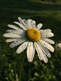 Close-up of flower blooming outdoors