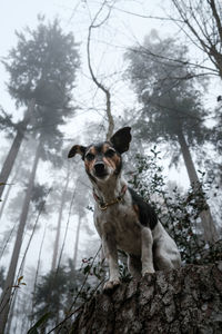 Portrait of dog on tree trunk