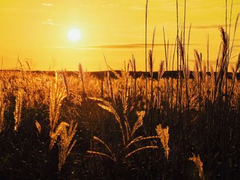 Plants growing on field against orange sky