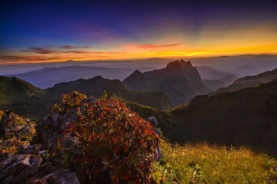 Scenic view of forest against sky at sunset