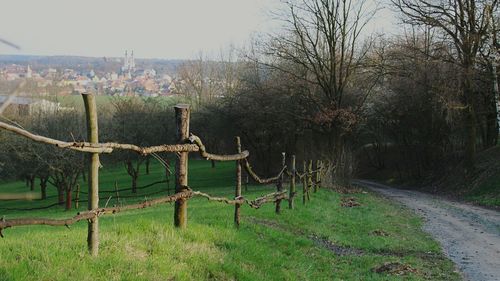 Trees on field against sky