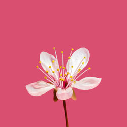 Close-up of pink flower against red background