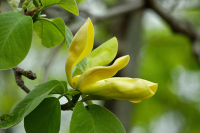 Close-up of yellow flowering plant