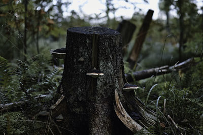 Close-up of wooden fence on field