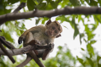 Monkey portrait - sri lanka 