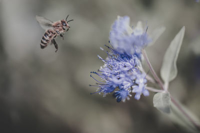 Close-up of bee pollinating on flower