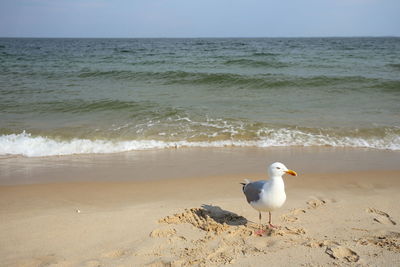 Seagull on beach