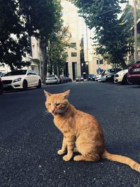 Portrait of cat sitting on road