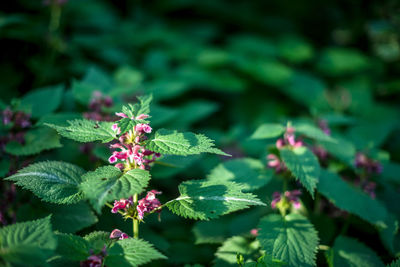 Close-up of pink flowers