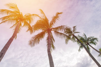 Low angle view of coconut palm trees against sky during sunset