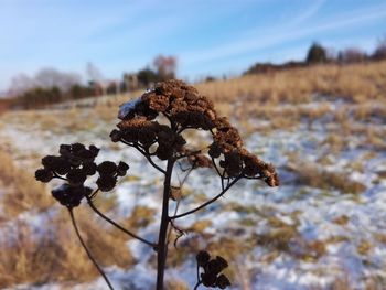 Close-up of flower growing on tree against sky