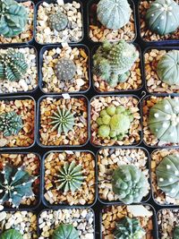 Full frame shot of succulent plant for sale