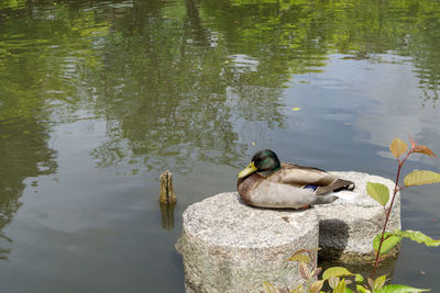 Birds perching on lake