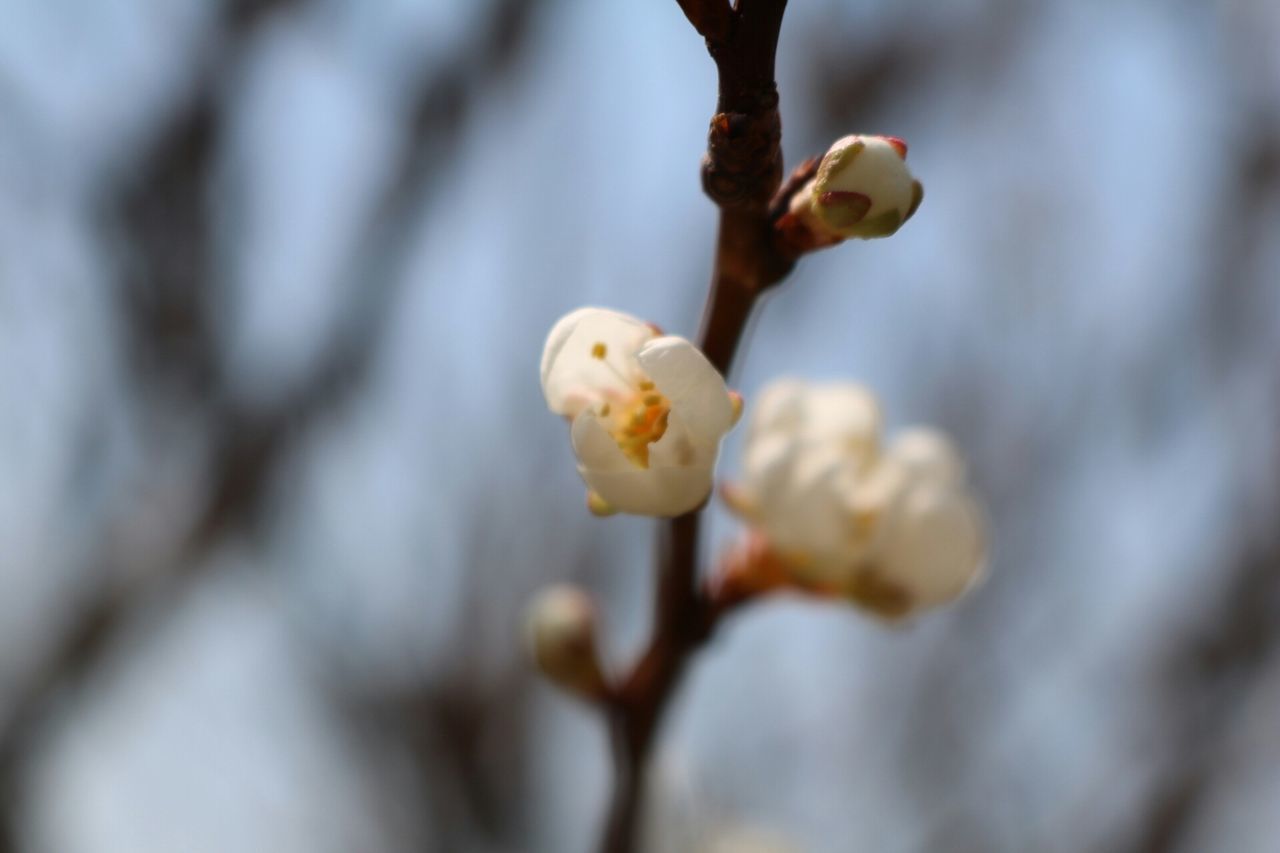 CLOSE-UP OF WHITE CHERRY BLOSSOM ON TREE