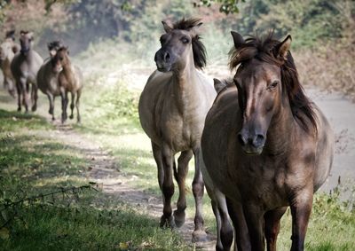 Horses walking on field