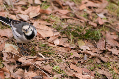 Close-up of bird on field