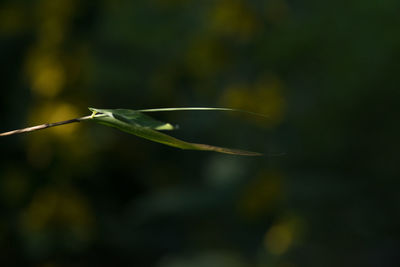 Close-up of plant