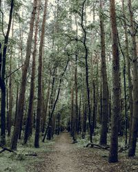 Footpath amidst trees in forest