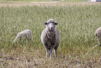 Portrait of sheep on field