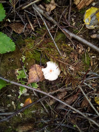 High angle view of mushrooms growing on field